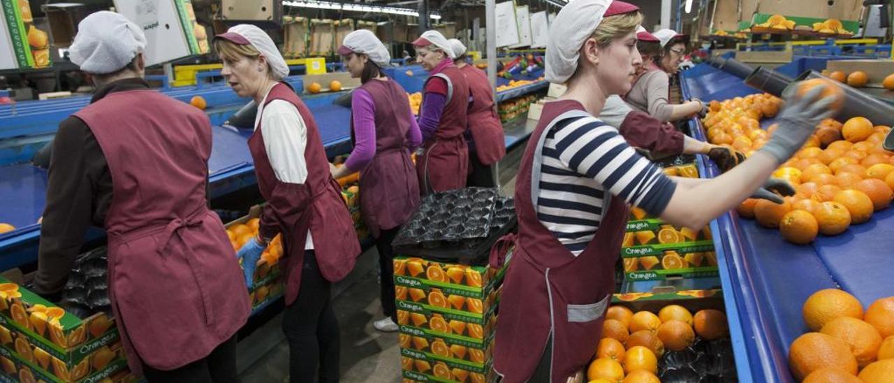 Trabajadores en la cooperativa Cheste Agraria.