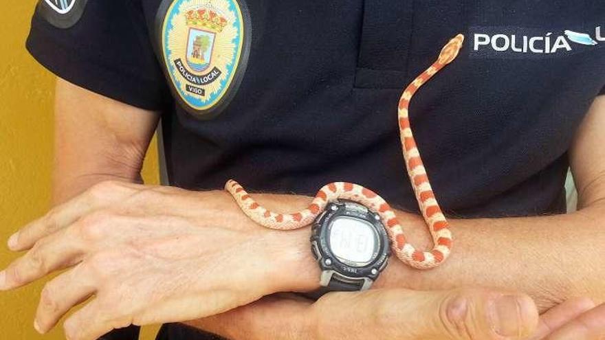 La &quot;serpiente del maíz&quot; en el brazo de un agente local. // FdV