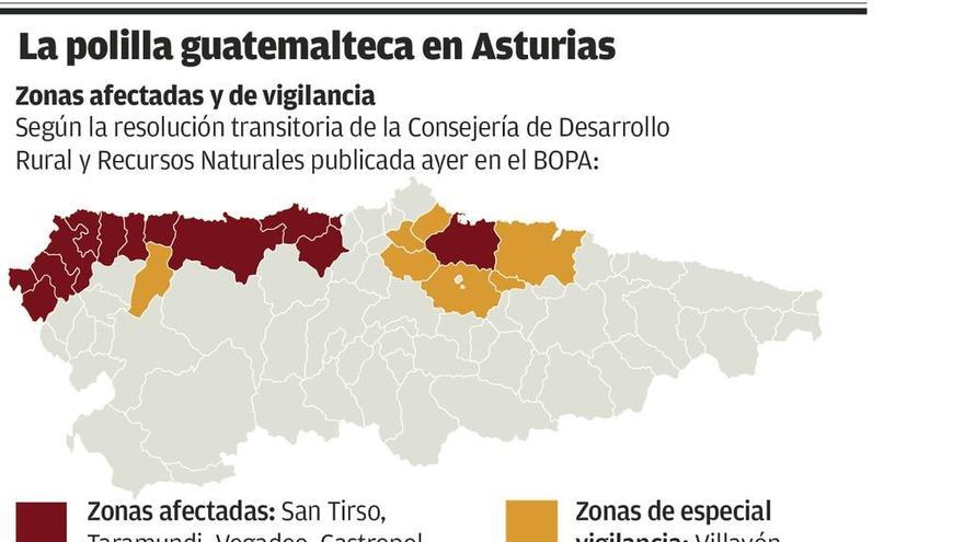 Coaña, último concejo en ser alcanzado por la polilla de la patata