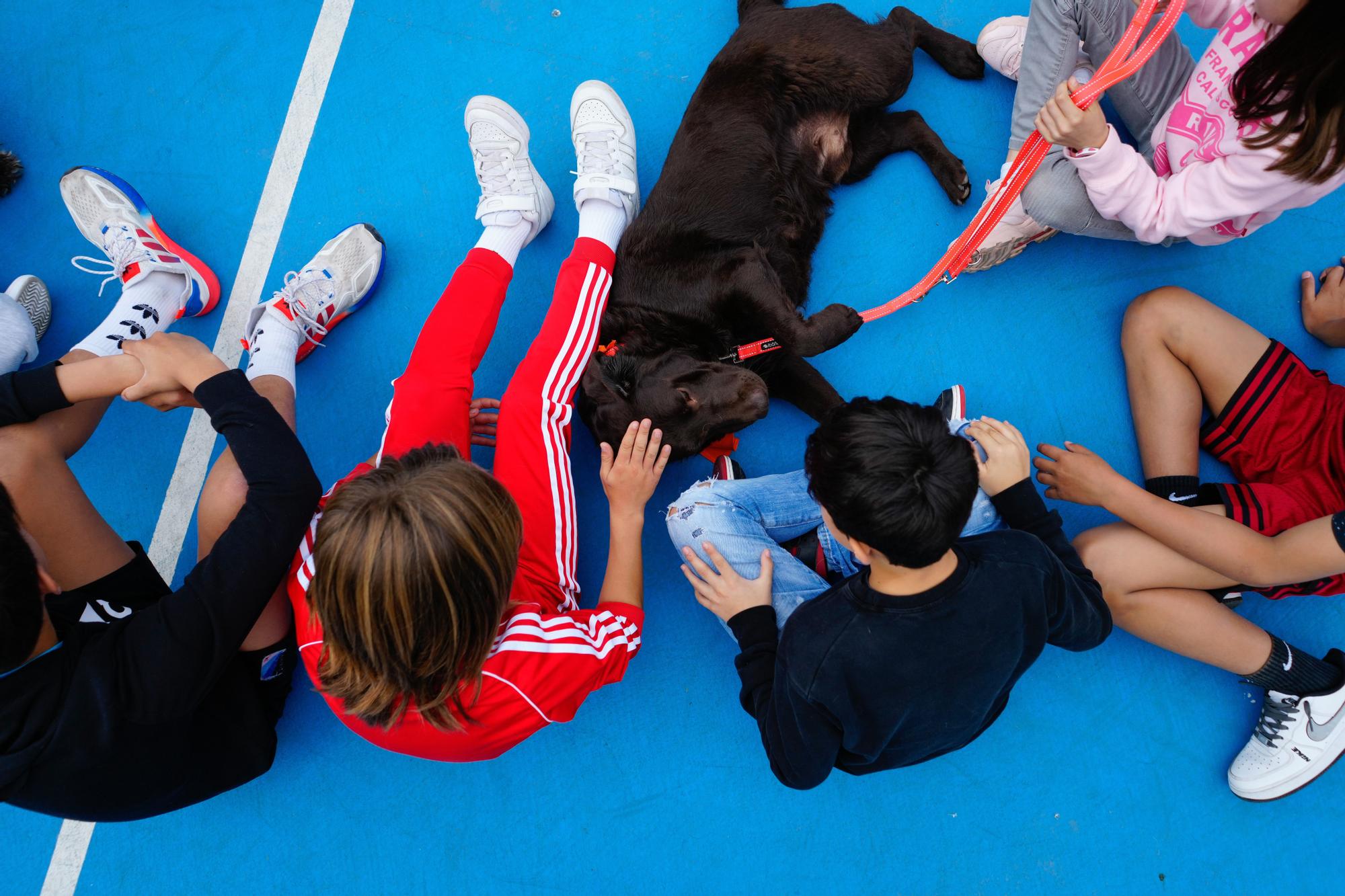 Un colegio de Barcelona incluye asignatura con perros de terapia contra el acoso