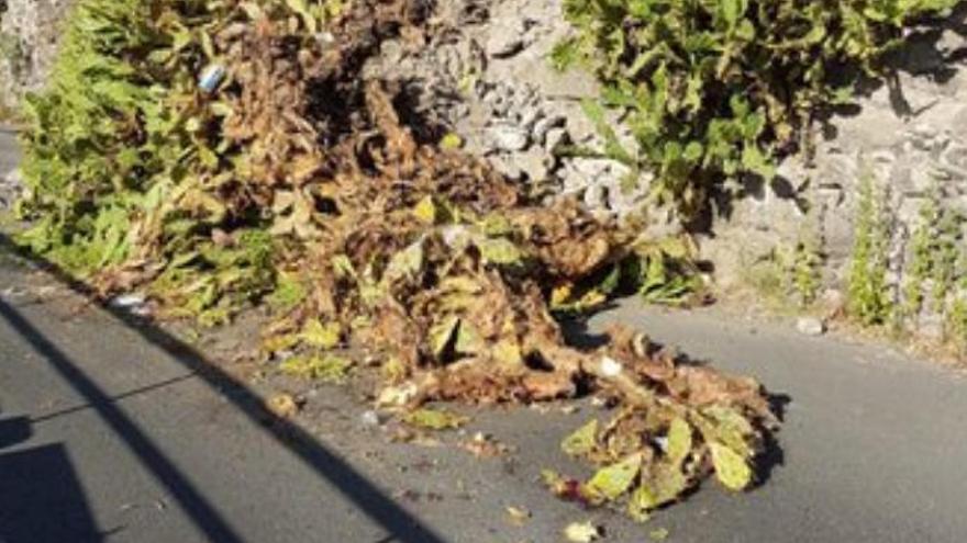 Cierre de la calle la calle el Salvial de Tenoya por la caída de un muro