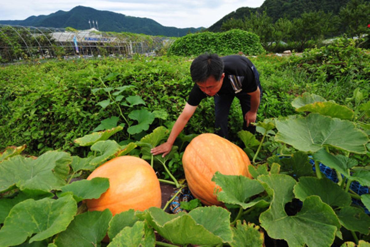 Fotografia d’una carbassa gegant de 60 quilos en un centre d’investigació agrícola a Pyeongchang, província de Gangwon (Corea del Sud).