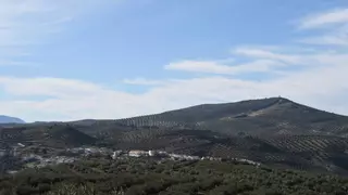 El olivar de regadío cordobés es el segundo más caro de España