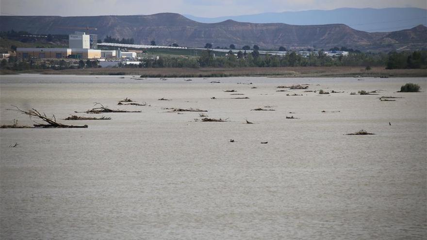 Los ayuntamientos y la comarca urgen a limpiar el cauce del Cinca y el Segre