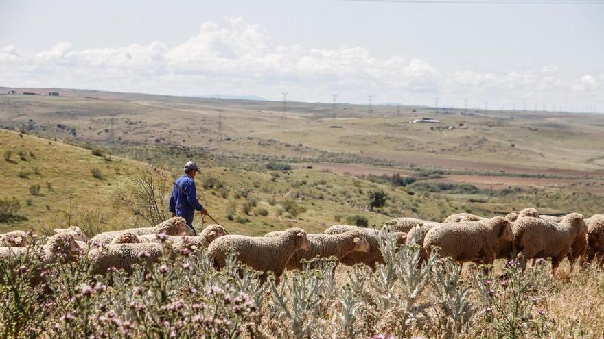 Lonja de Extremadura: estos son los precios actualizados a día 2 de abril de 2026