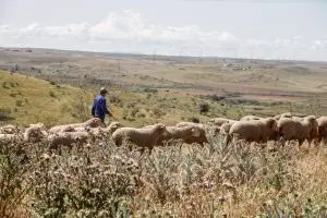 Lonja de Extremadura, martes 21 de abril de 2026