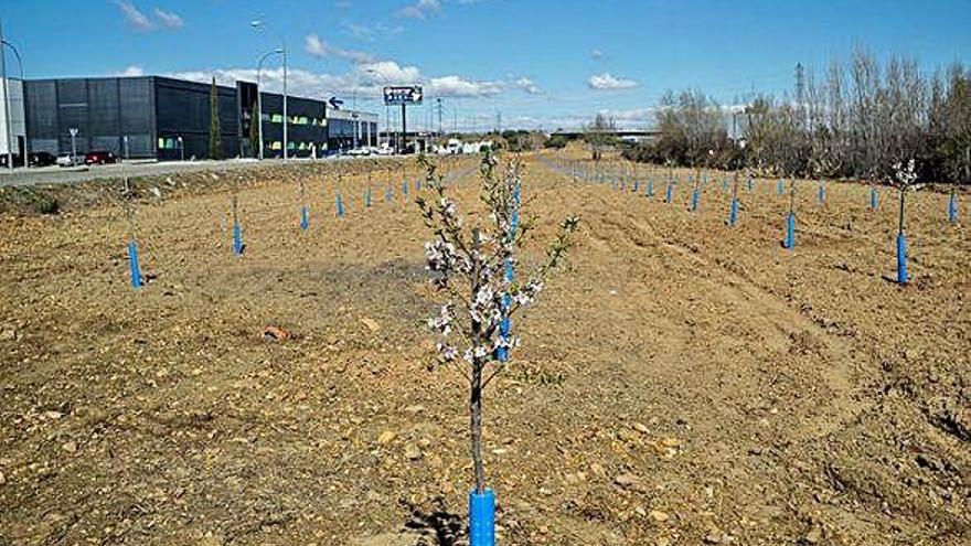 Aspecto de los almendros plantados entre el CTLB y la A-6.