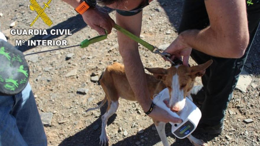 Investigan al dueño de una perrera de San Agustín por maltrato animal