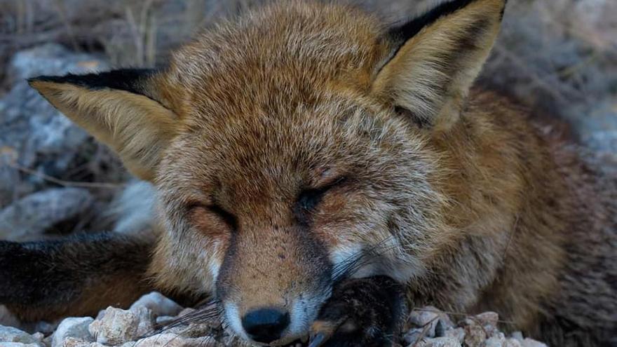 Colectivos animalistas muestran su repulsa por la muerte a tiros de un zorro en la Sierra de Santa Pola