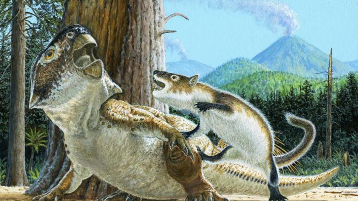 Ilustración que muestra a Repenomamus robustus mientras ataca a Psittacosaurus lujiatunensis momentos antes de que un flujo de escombros volcánicos los entierrara a ambos hace 125 millones de años.