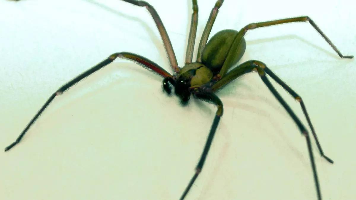 Mor un jove a Itàlia per la picada d’una aranya violinista