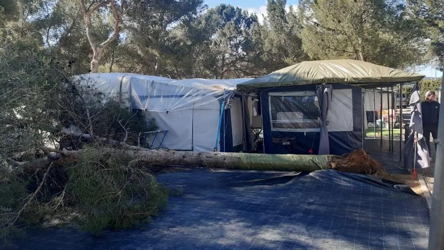 Cae un árbol en el camping y dos en la carretera CV-245 en Altura