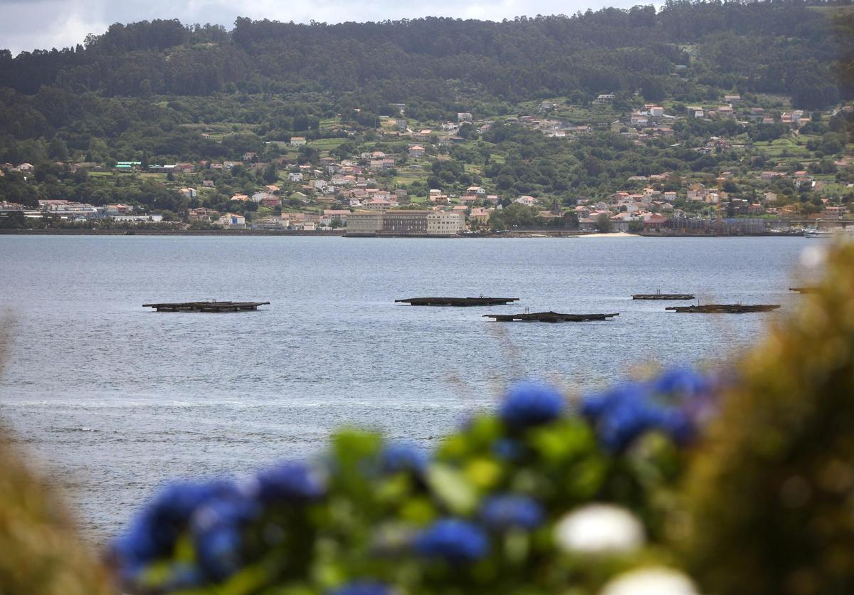 Bateas en la ría de Pontevedra.