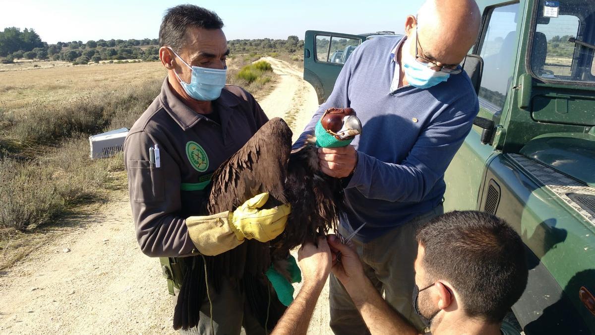 Suelta del buitre negro en Arribes del Duero