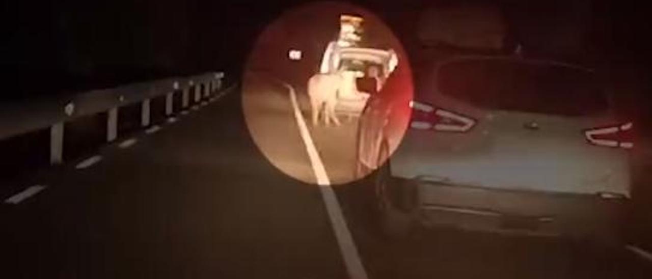 VÍDEO | Denuncien un home per arrossegar un ruc amb el seu vehicle per una carretera comarcal al Baix Llobregat
