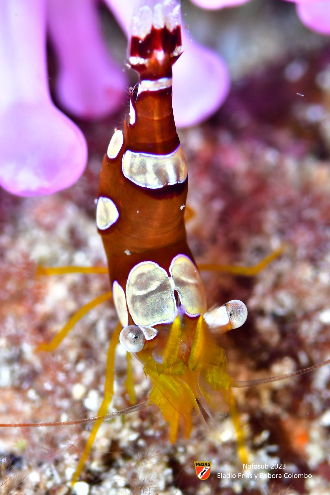 5º clasificado del Campeonato de España de Fotografía Submarina 2023: Eladio Frías y Rachel Parry