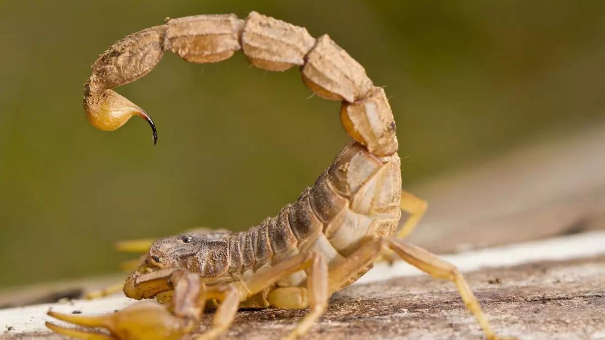 Un ejemplar de escorpión amarillo.