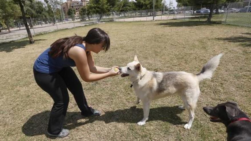 La Policía Local de Segorbe expedienta a seis dueños de animales