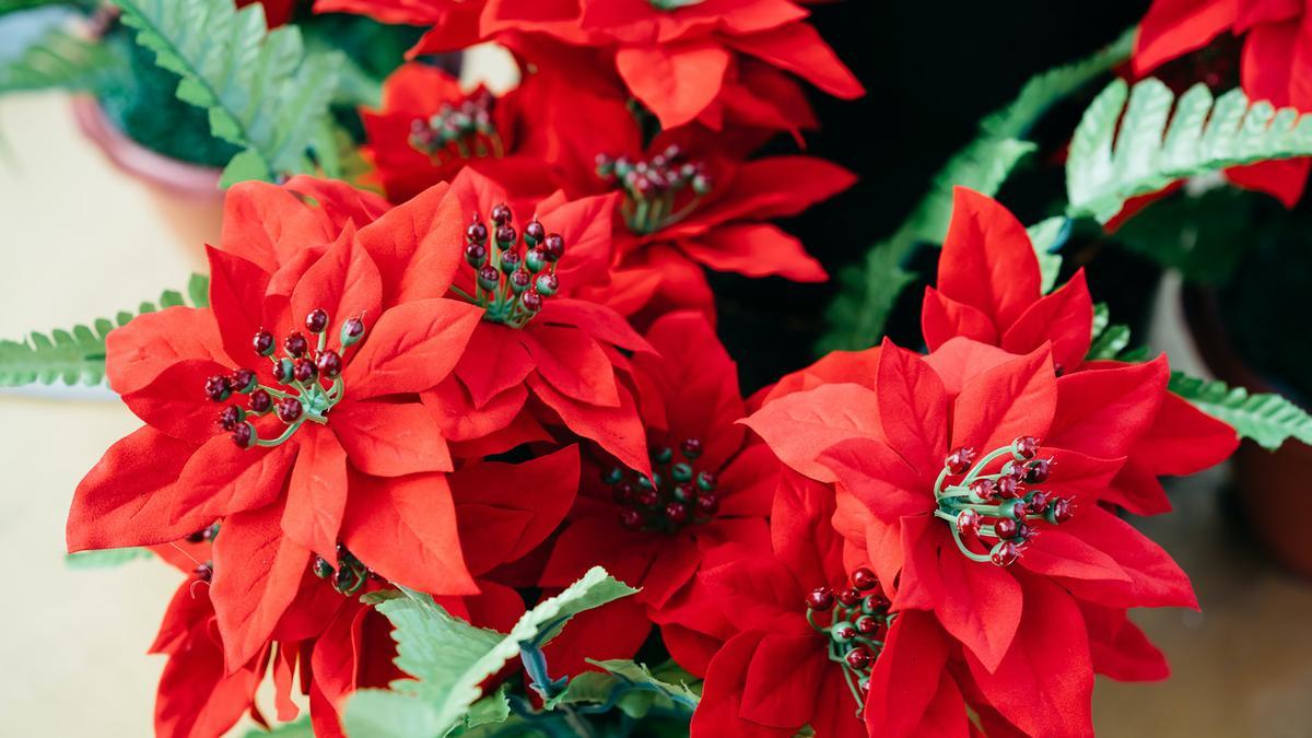 flor de pascua