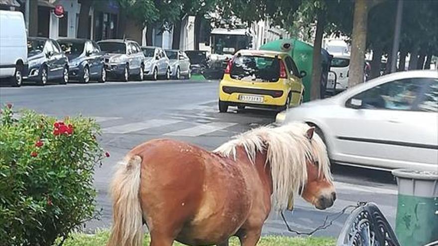 Un pony aparece pastando junto a la puerta de Palmas