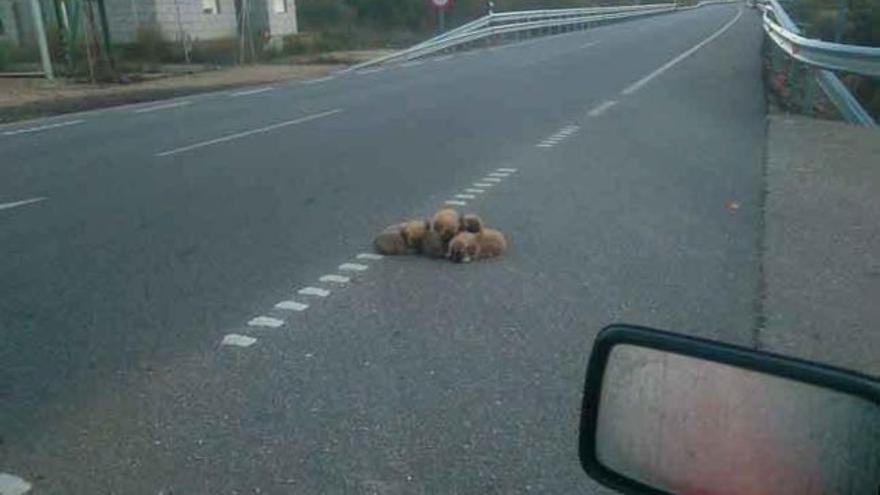 Abandonados siete cachorros en la carretera