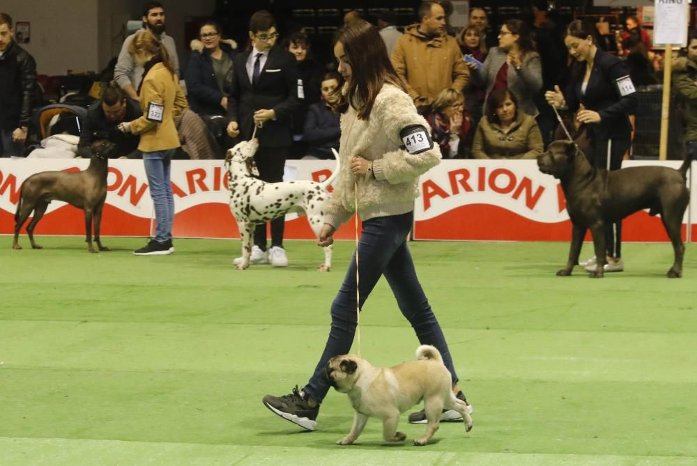 La Exposición Canina de Vigo cierra una nueva edición con grandes resultados.