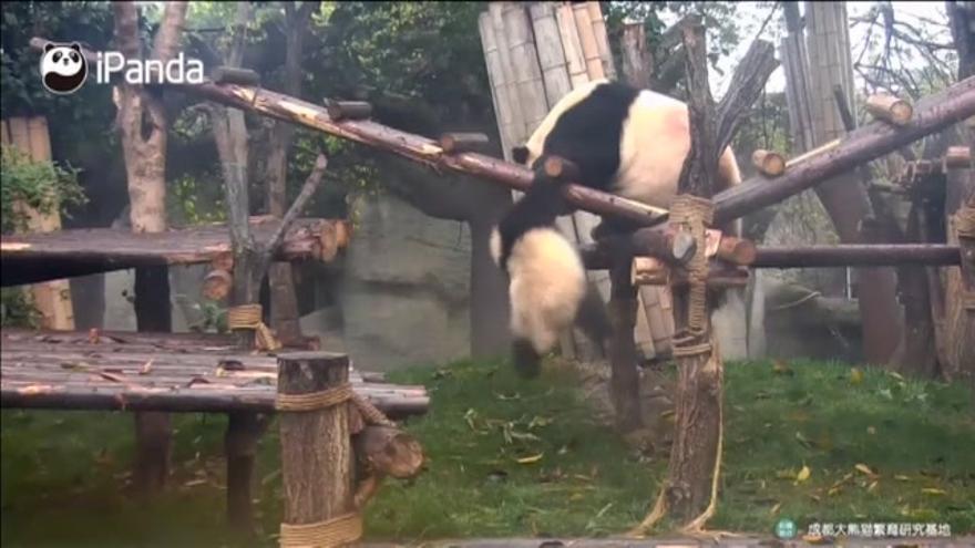 Vídeo / Lucha de osos panda en la reserva china de Chengdu