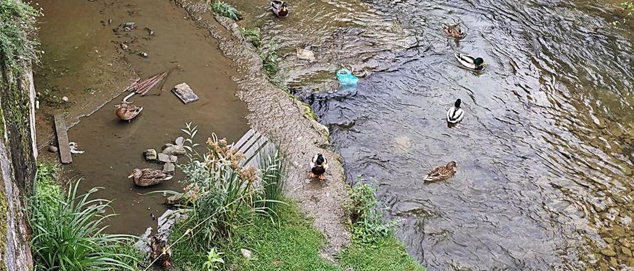 Patos en el río San Juan a su paso por Mieres.