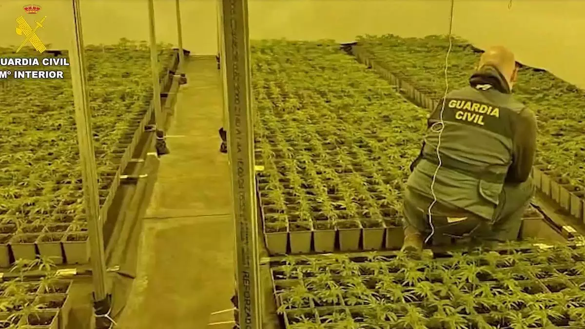 Desmantelan cinco laboratorios de marihuana con 3.500 plantas en Onda