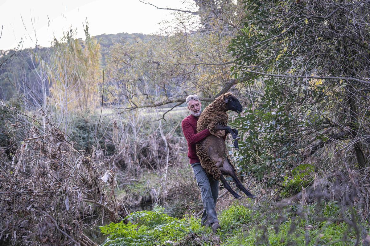 El pastor oficial de Collserola que pastura en áreas de alto riesgo por la peste porcina africana