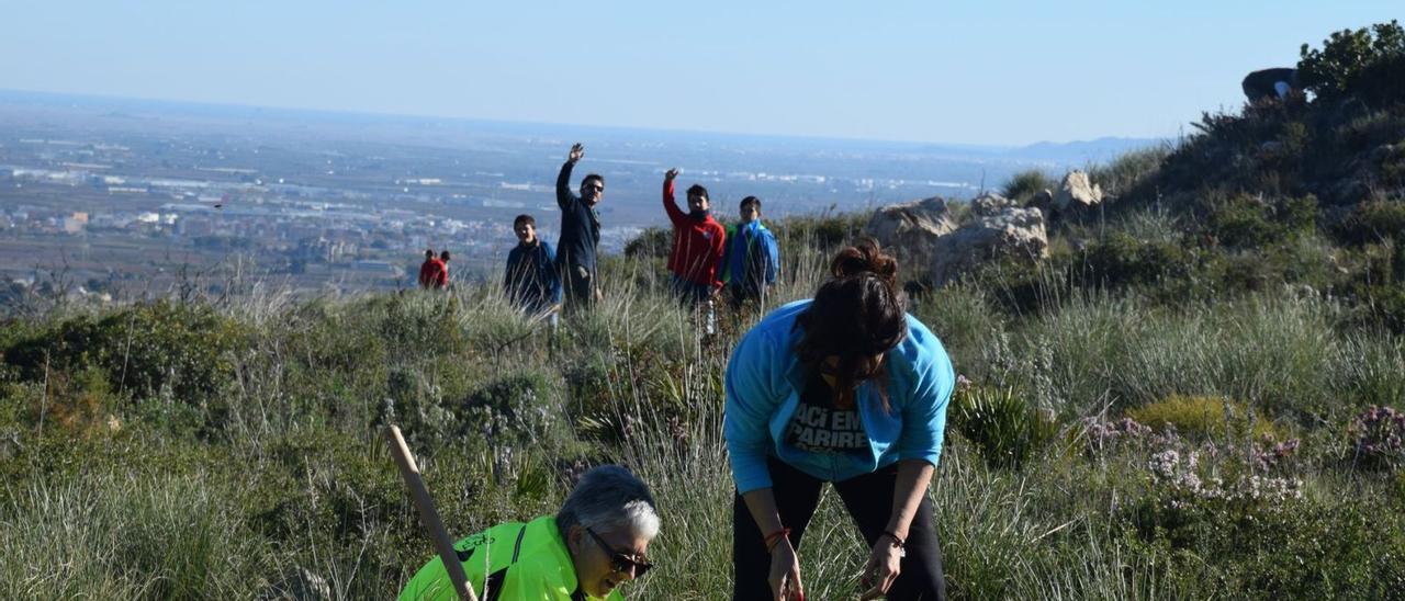 Durante los últimos años se han llevado a cabo iniciativas medioambientales para reforestar la montañana. | LEVANTE-EMV