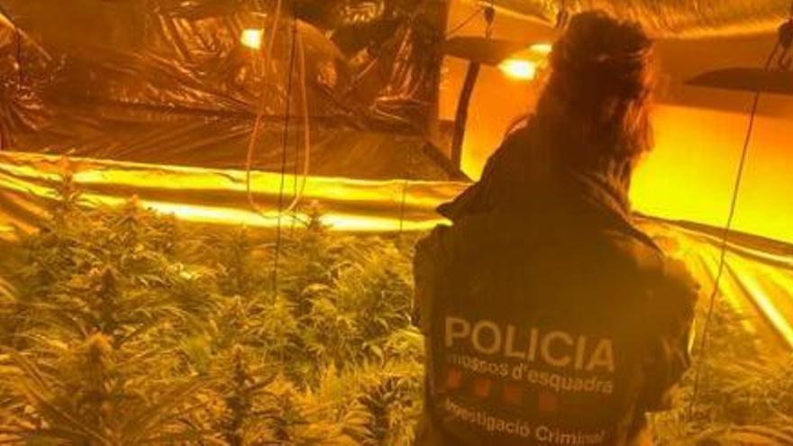 Els Mossos desmantellen un cultiu amb 200 plantes de marihuana dins un pis del nucli urbà de Palamós