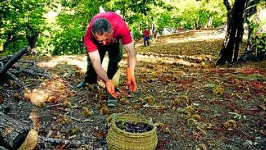 La cosecha de castañas acusa los efectos de la dura sequía