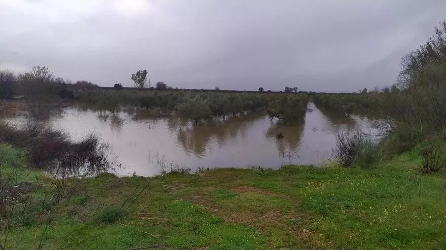 Video | Cultivos anegados en Mérida por la sucesión de borrascas