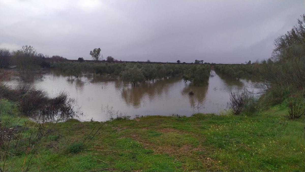 Video | Cultivos anegados en La Garrovilla por la sucesión de borrascas