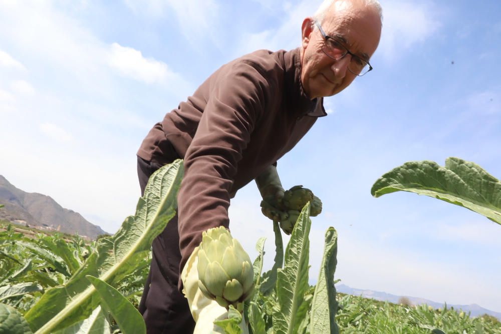 El agricultor Juan José Cuenca en los bancales de la huerta de Cox
