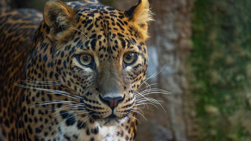 Una nueva pareja de leopardos de Sri Lanka llega a Bioparc Fuengirola