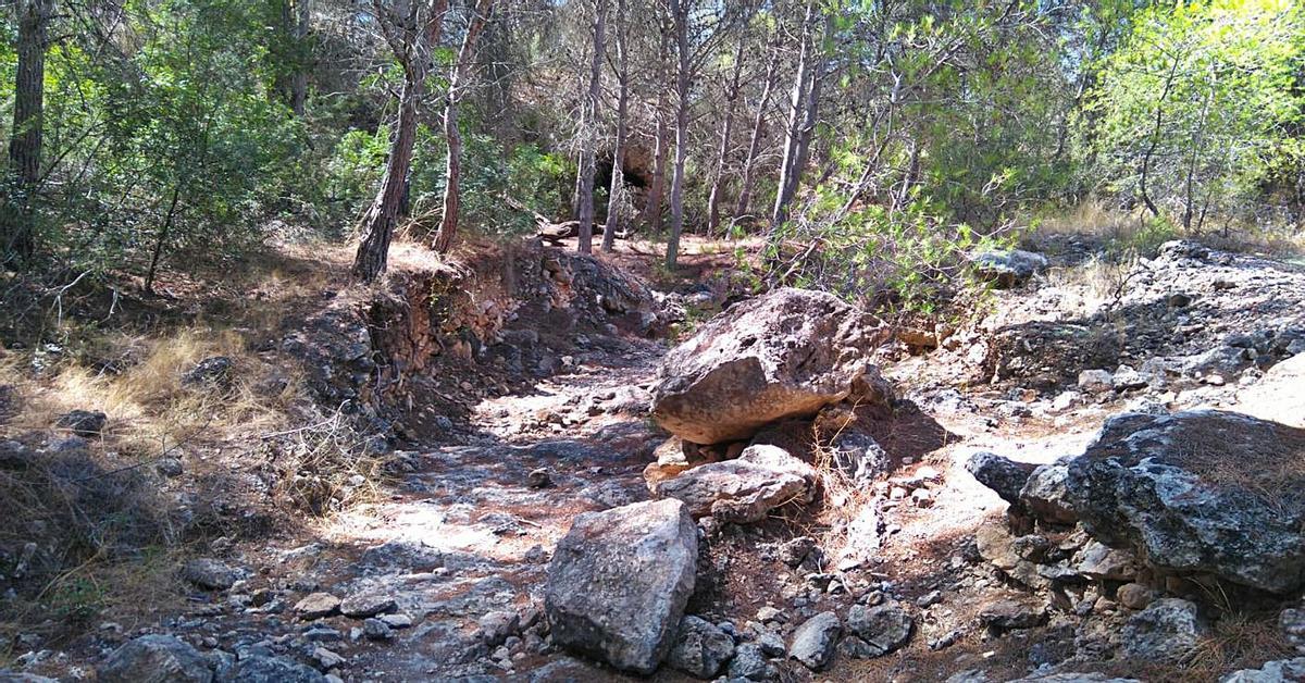 Imagen de una zona boscosa en uno de los barrancos de la sierra de Santa Pola | M. A.
