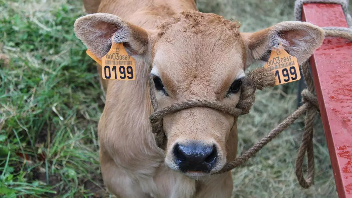 Más de 500 reses en la feria ganadera de Sobrescobio gracias al auge de la "reciella"