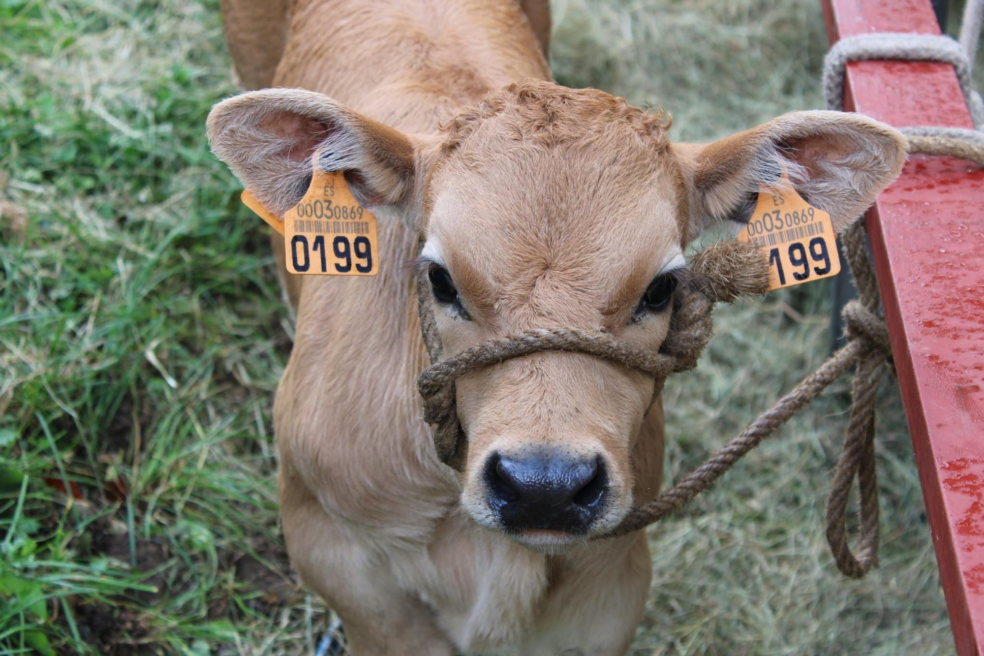 La feria de ganado de Sobrescobio vuelve con 536 animales tras dos años de parón por la pandemia