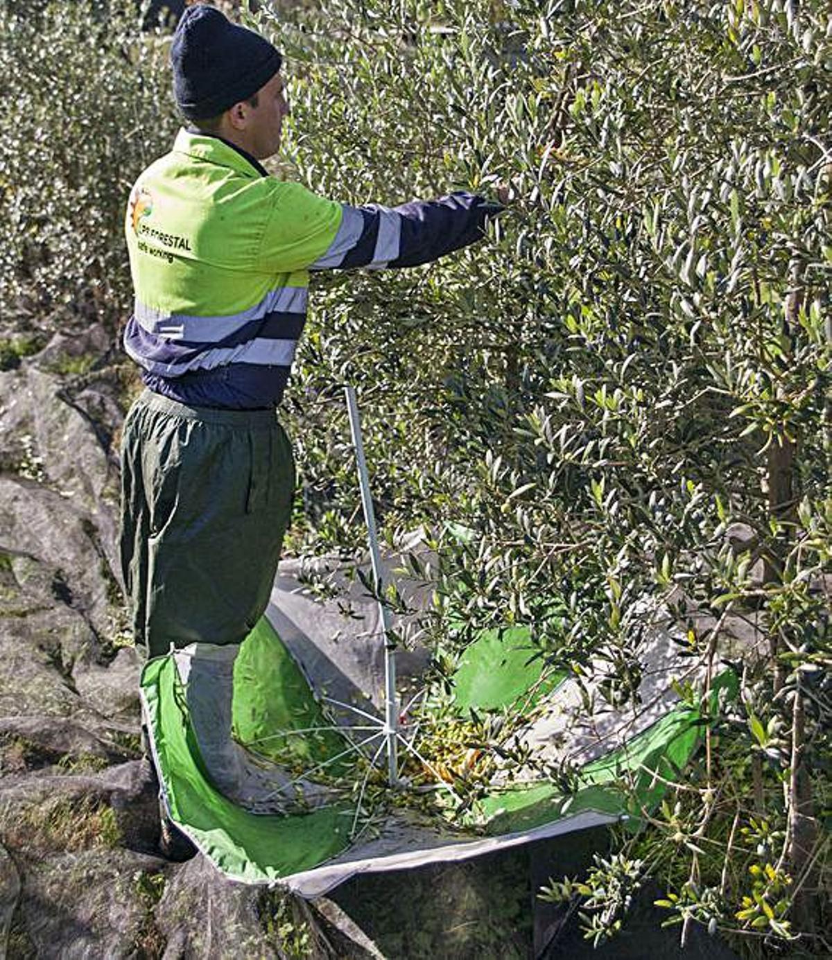 A Estrada recoge olivas para su oro líquido