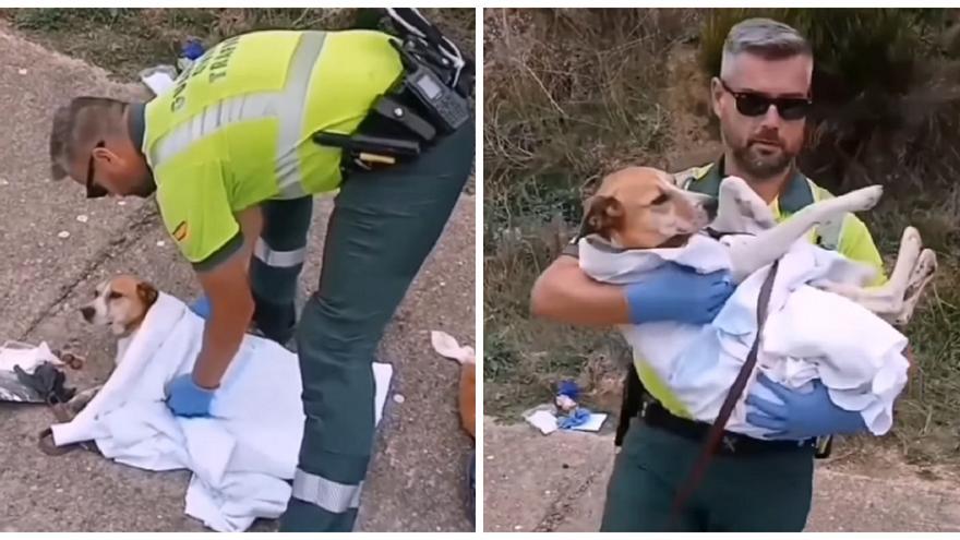 Una perrita herida en un accidente en Zamora es rescatada por la Guardia Civil