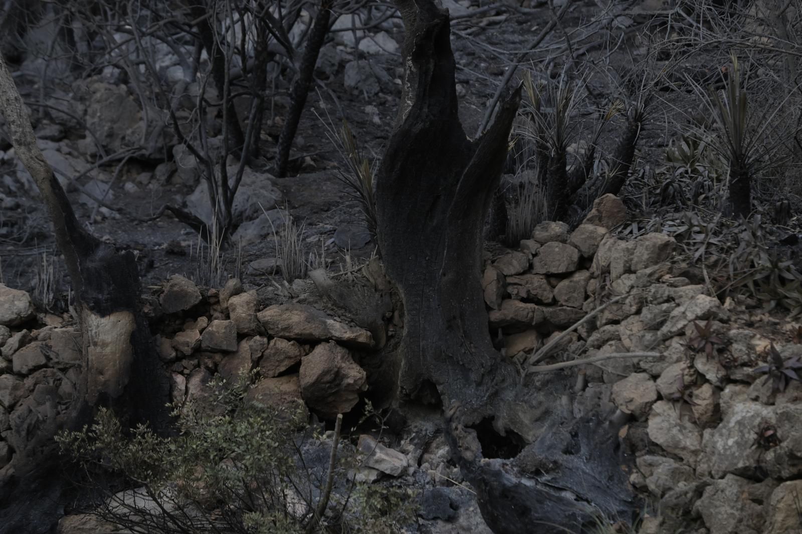 FOTOS | Dan por controlado el incendio de Andratx