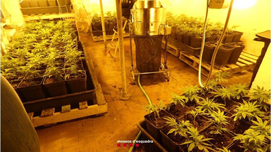 Localitzen un cultiu de 200 plantes de marihuana i detenen dos homes a Breda