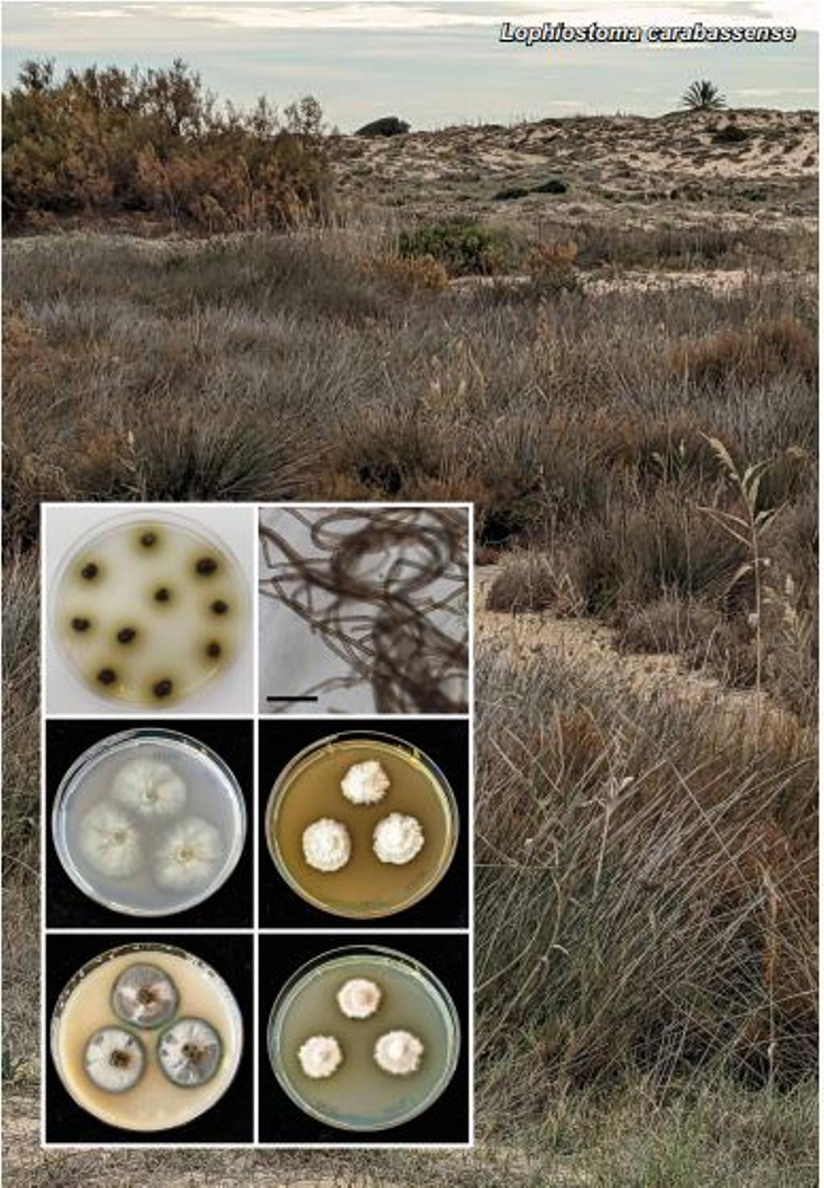 Imagen de la playa y de los hongos extraída de la publicación realizada por los dos científicos