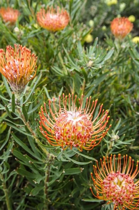 Visita a una plantacion de proteas een la Granja Agrícola del Cabildo. FOTOS: JC CASTRO