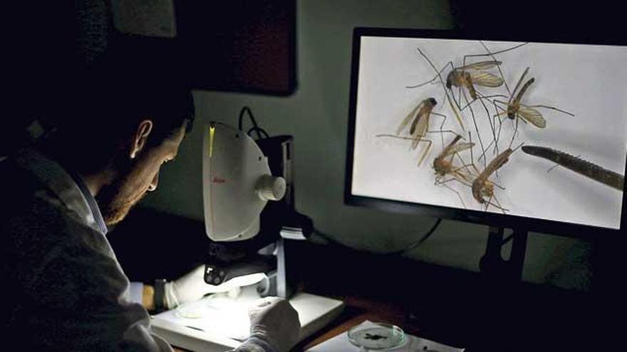 Un bioquímico chileno investigando sobre un repelente para el zika en el detergente de ropa.