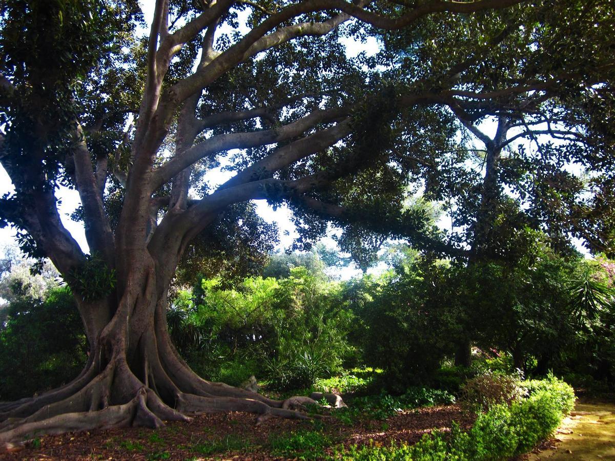 Este jardín fue uno de los últimos diseños del paisajista francés, Forestier, responsable de los jardines del Palacio de Versalles de París y de los del Parque de María Luísa de Sevilla.