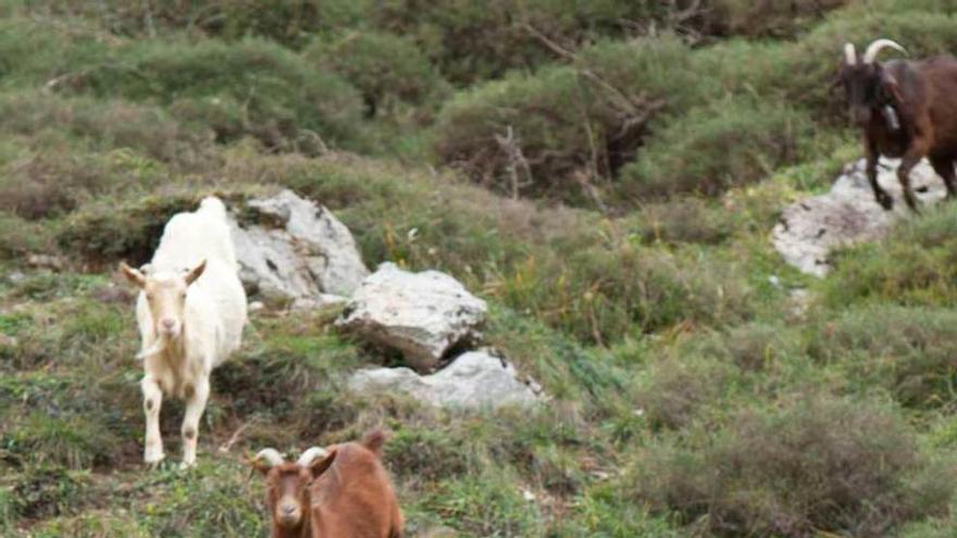 Rebaño de cabras en Llanes.