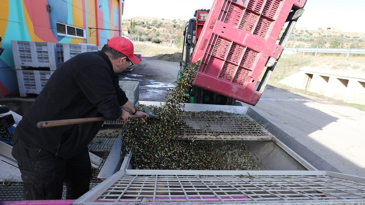 Almazara de Apadrina un olivo.